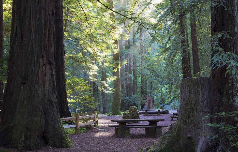 Samuel P. Taylor State Park, California, USA